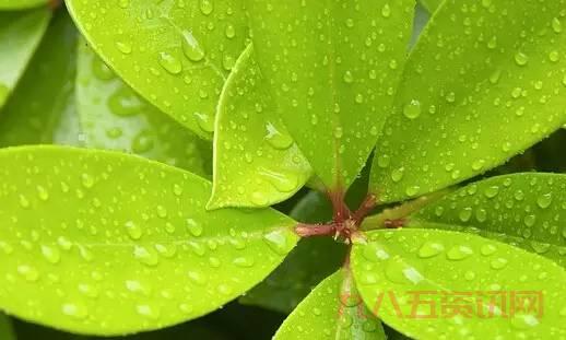 去绿叶游要注意什么?一定要注意这些!