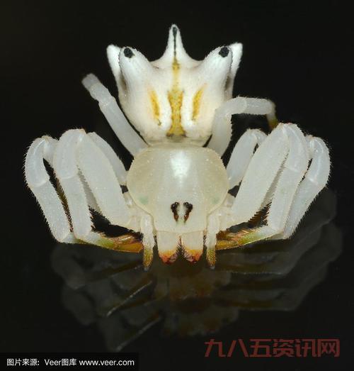 巫师2蟹蜘蛛的眼睛有什么用?这几个用途必知!