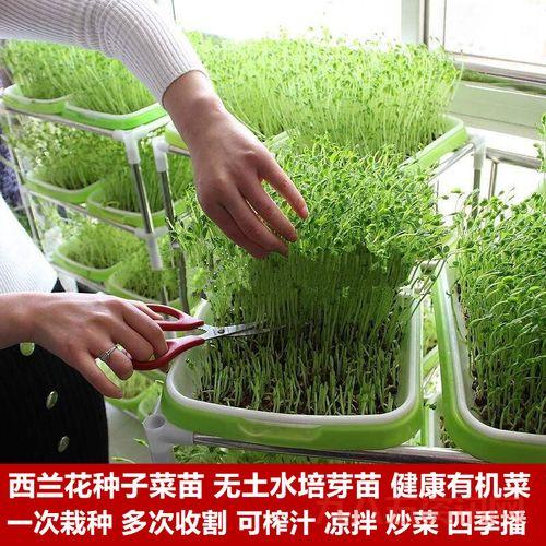 qq农场有机种子有什么用?种出高品质作物秘籍!