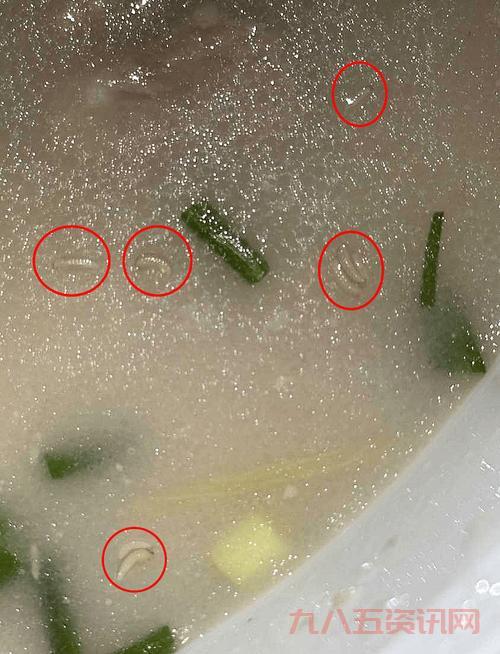 想找贪吃的蛆虫在哪?这些地方可能藏着它们!