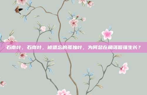 石南叶,石南叶,被遗忘的孤独叶,为何总在角落倔强生长?