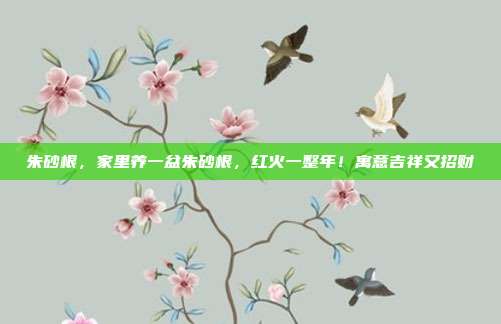 朱砂根，家里养一盆朱砂根，红火一整年！寓意吉祥又招财