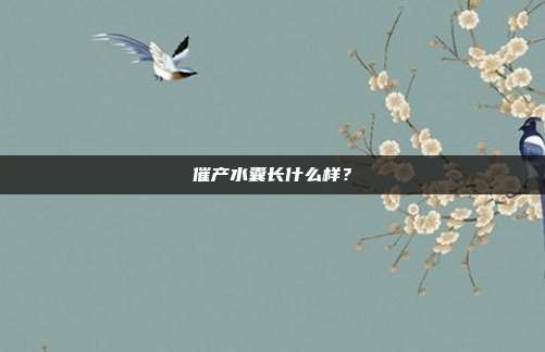 催产水囊长什么样？