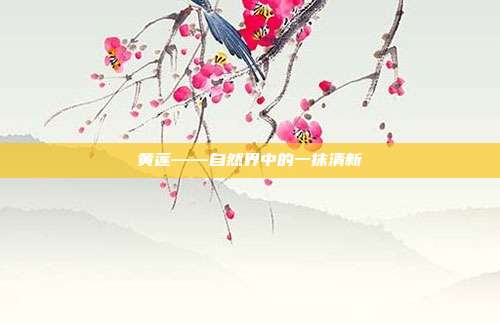 黄莲——自然界中的一抹清新
