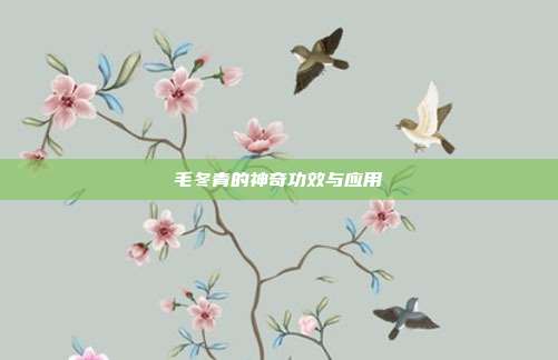 毛冬青的神奇功效与应用
