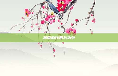 薄荷的作用与功效