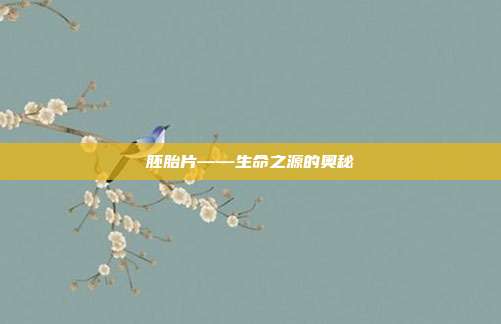 胚胎片——生命之源的奥秘