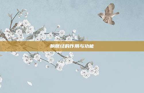 膀胱经的作用与功能