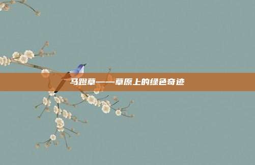 马蹬草——草原上的绿色奇迹